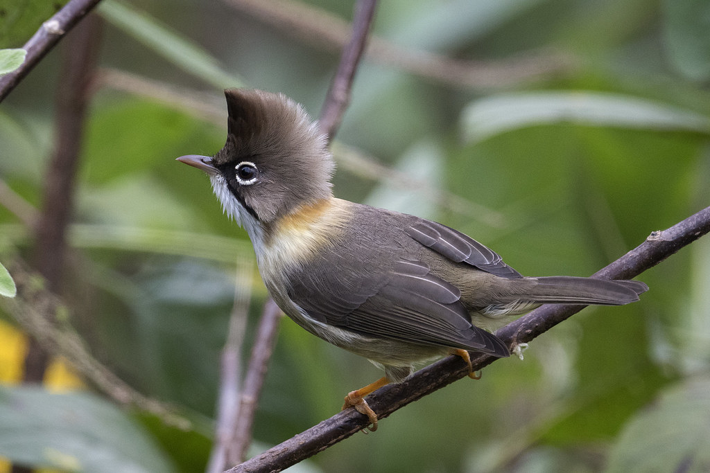 Yuhina flavicollis albicollis