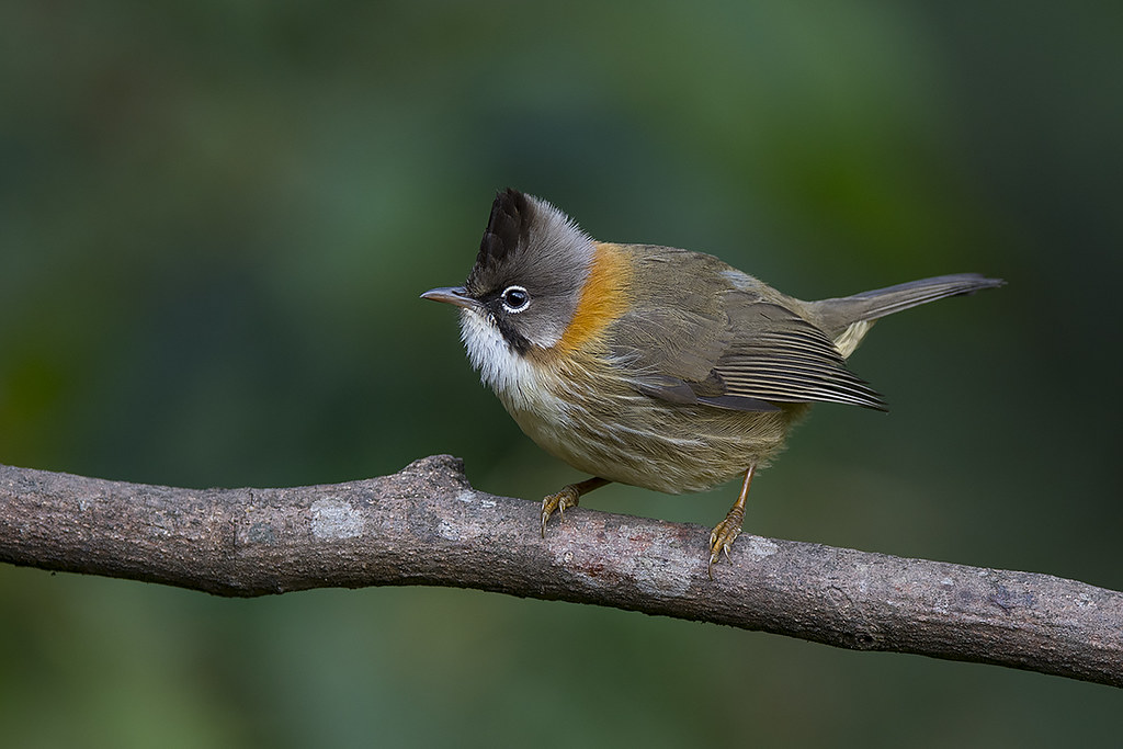 Yuhina flavicollis rouxi