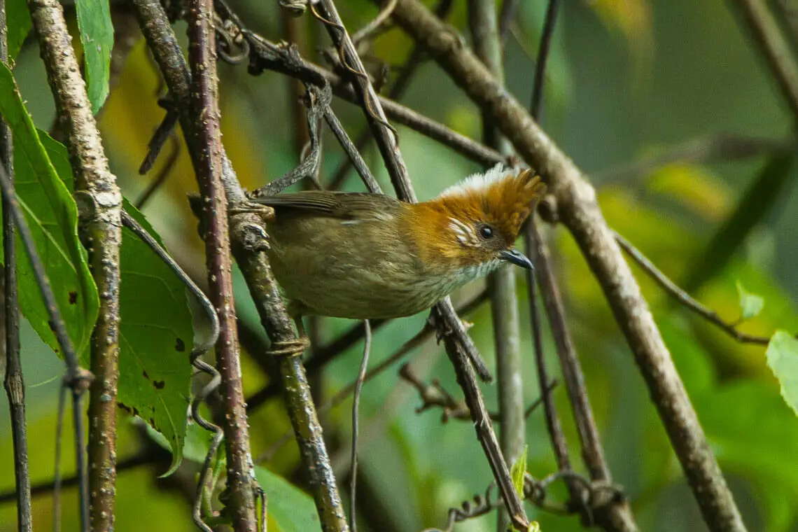 Close-up Yuhina flavicollis