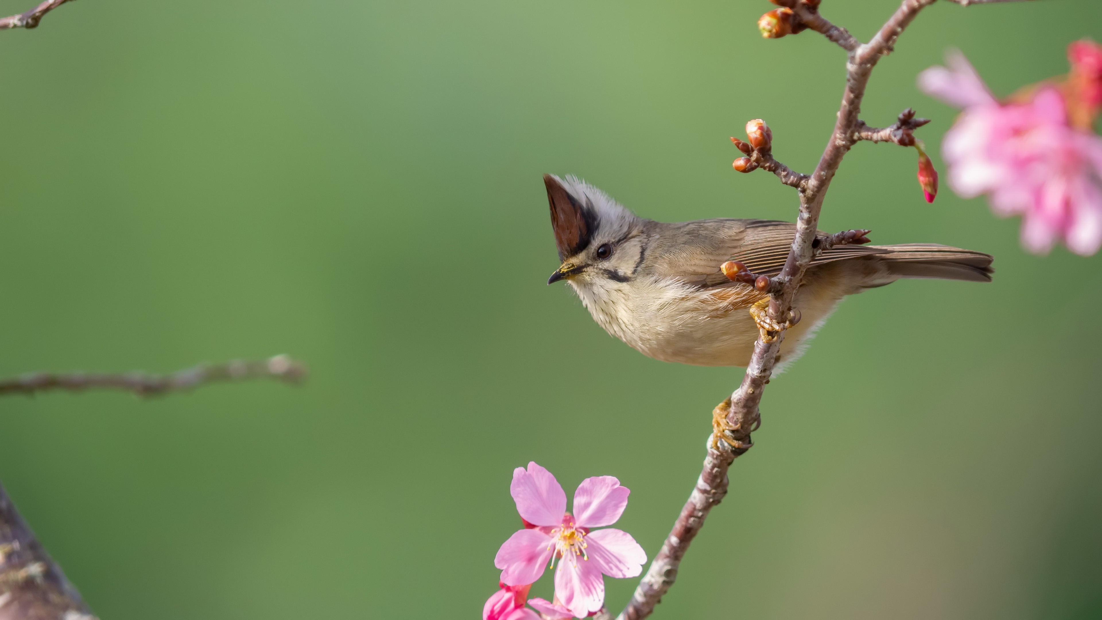 Yuhina op tak