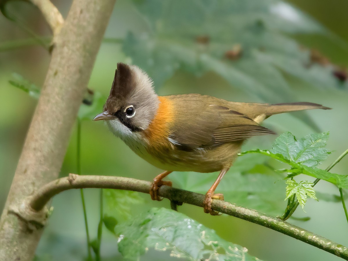 Close-up Yuhina flavicollis