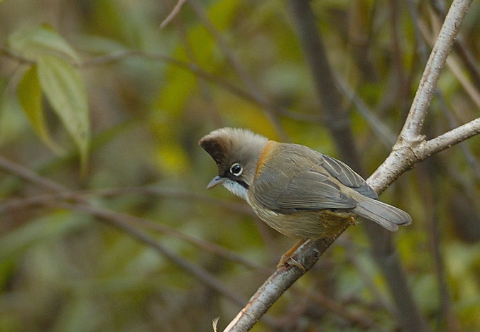 Yuhina op tak
