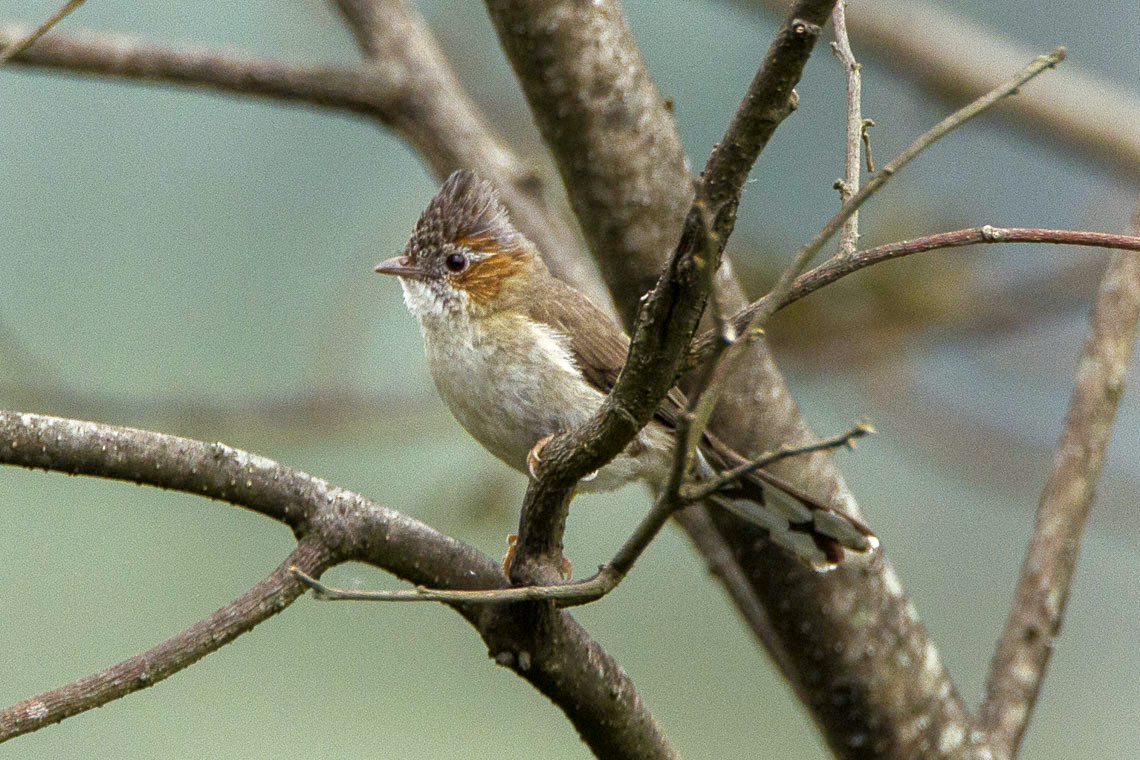 Gestreepta timalia